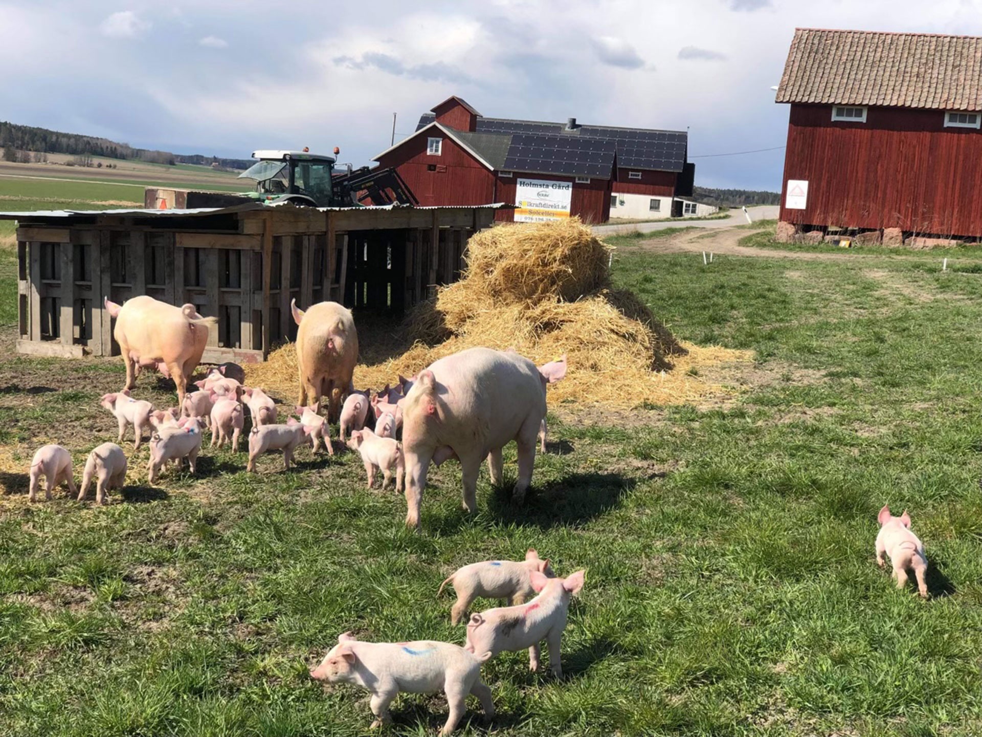 Bild med tre grisar och många kultingar på en Krav märkt bondgård som använder solceller för att driva sin gård